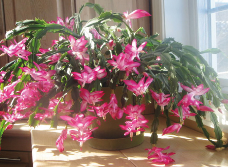 the-mystery-of-a-blooming-christmas-cactus-principal-crescent-blog