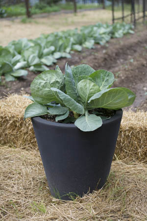 Growing Safe, Healthy Food in Containers, By P. Allen Smith - Crescent Garden