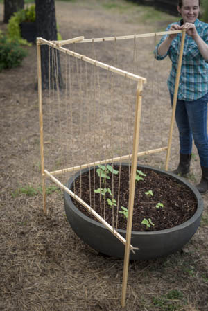 Growing Safe, Healthy Food in Containers, By P. Allen Smith - Crescent Garden