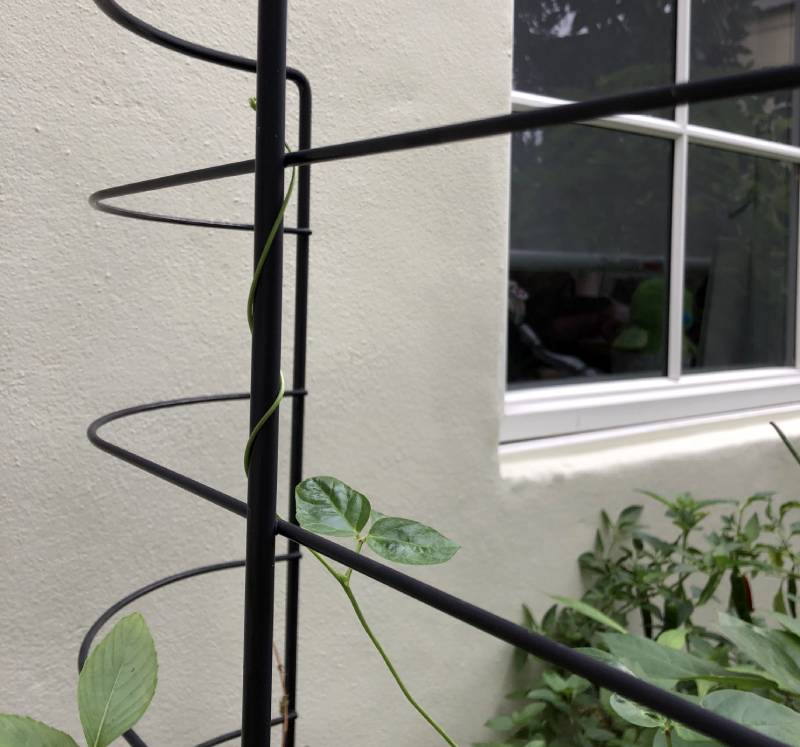 Planter To Table Growing Beans For Good Luck