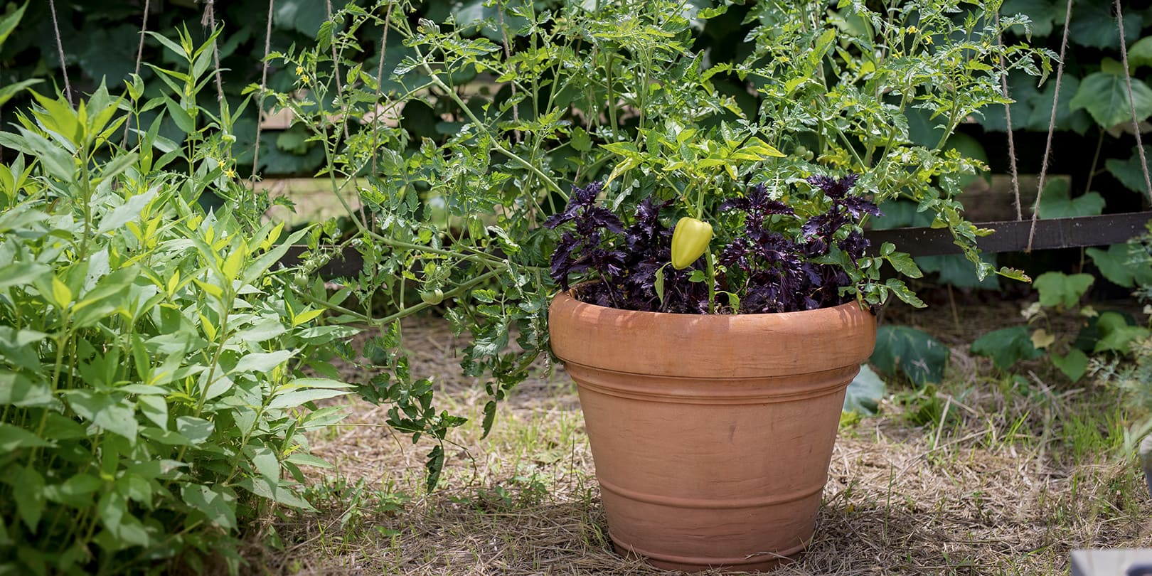 Brunello Planter with Edibles