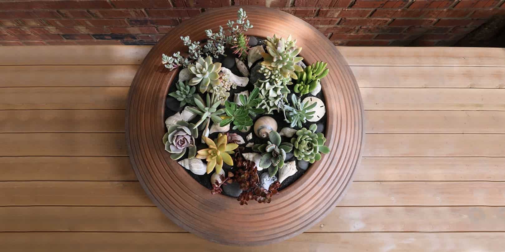 Summer, Succulents, and Seashells