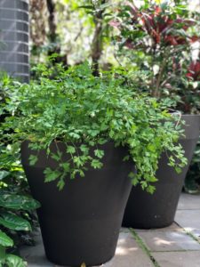 Rim Planter TruDrop System with parsley