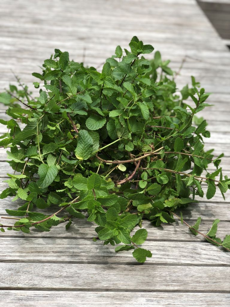 Harvest fresh mint