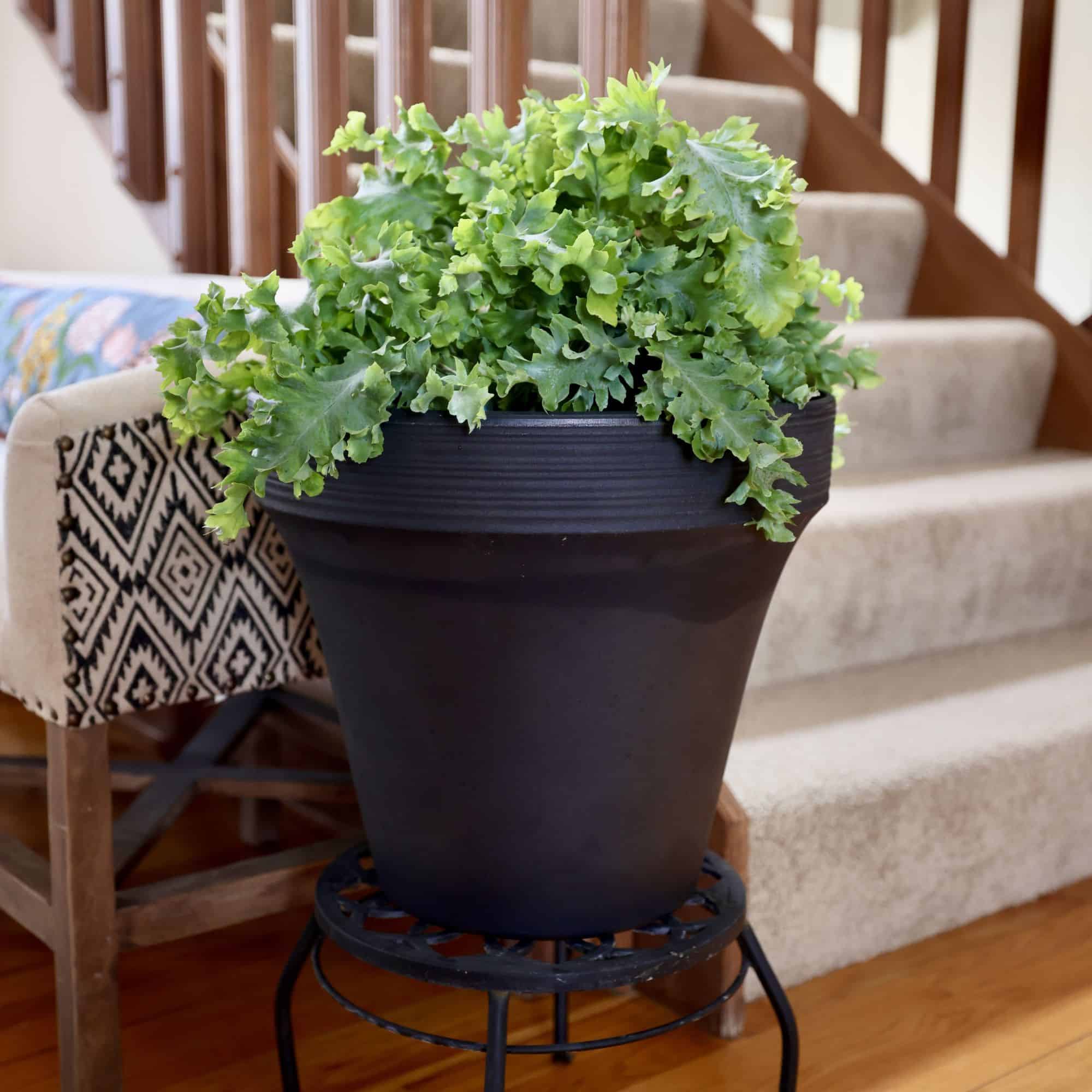Ridge planter indoors