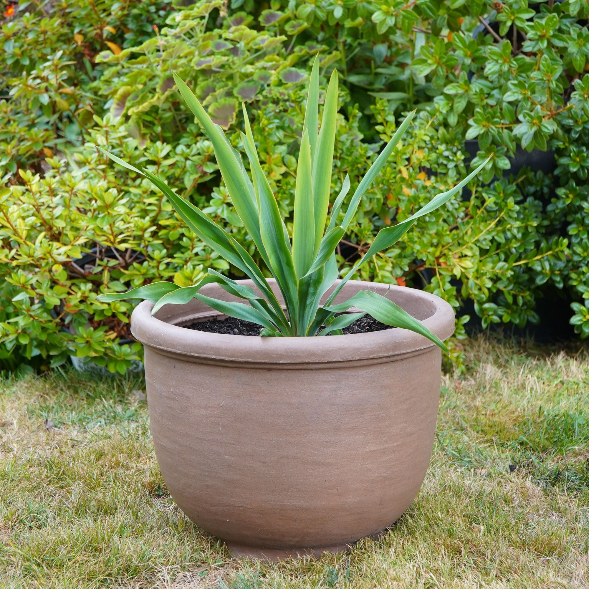 Crescent Garden Agave planter in color rust with a plant inside