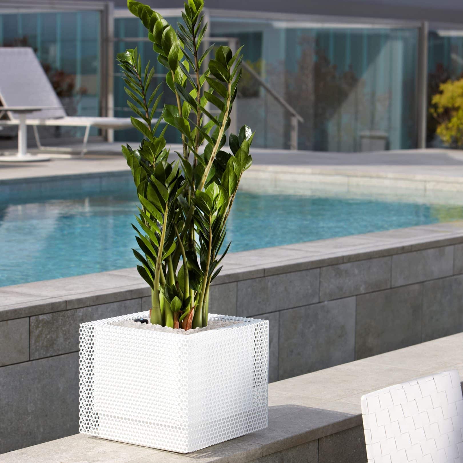 Ferrum Perforated Square Low planter in white in pool area