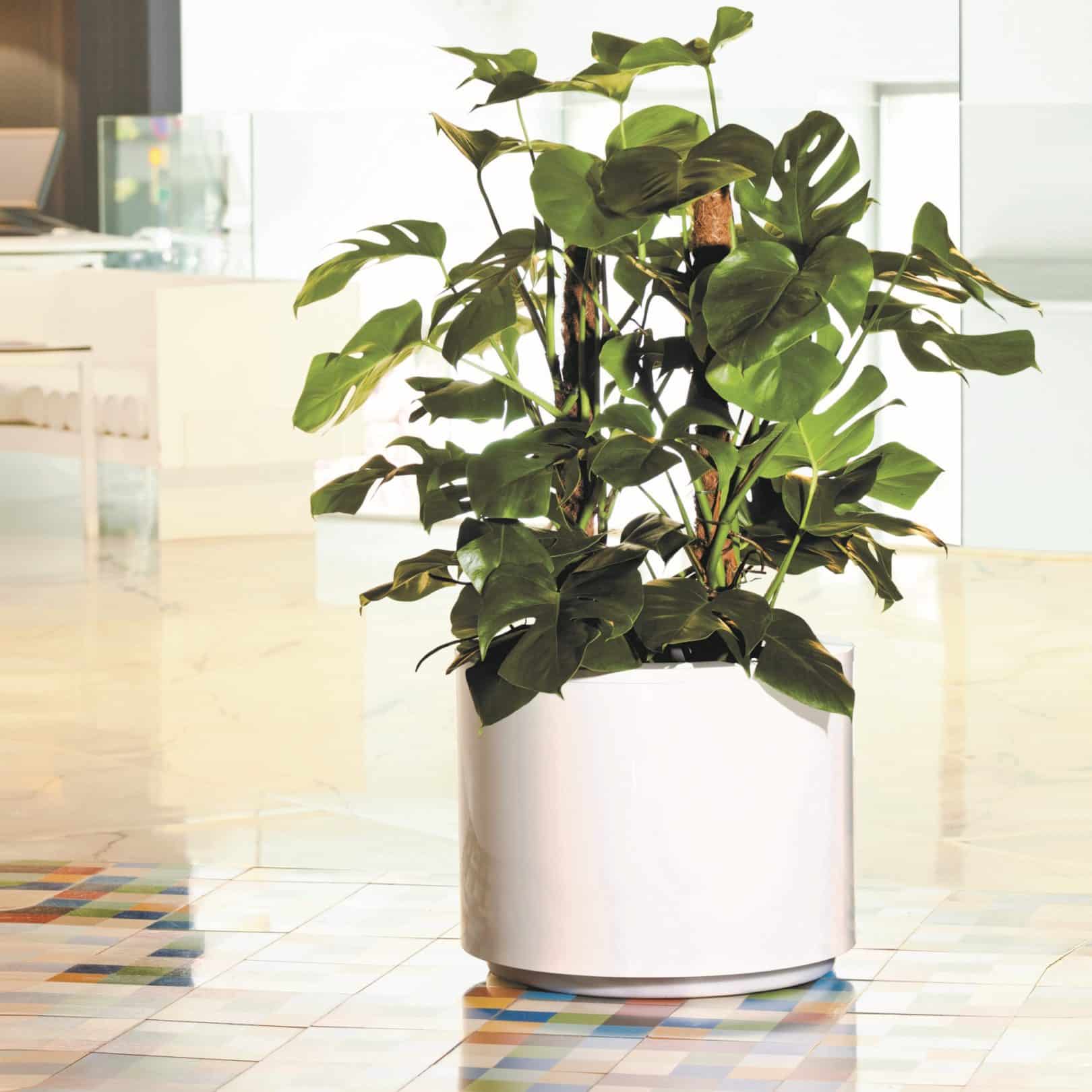 Ferrum Round Square planter in white in lobby for commercial