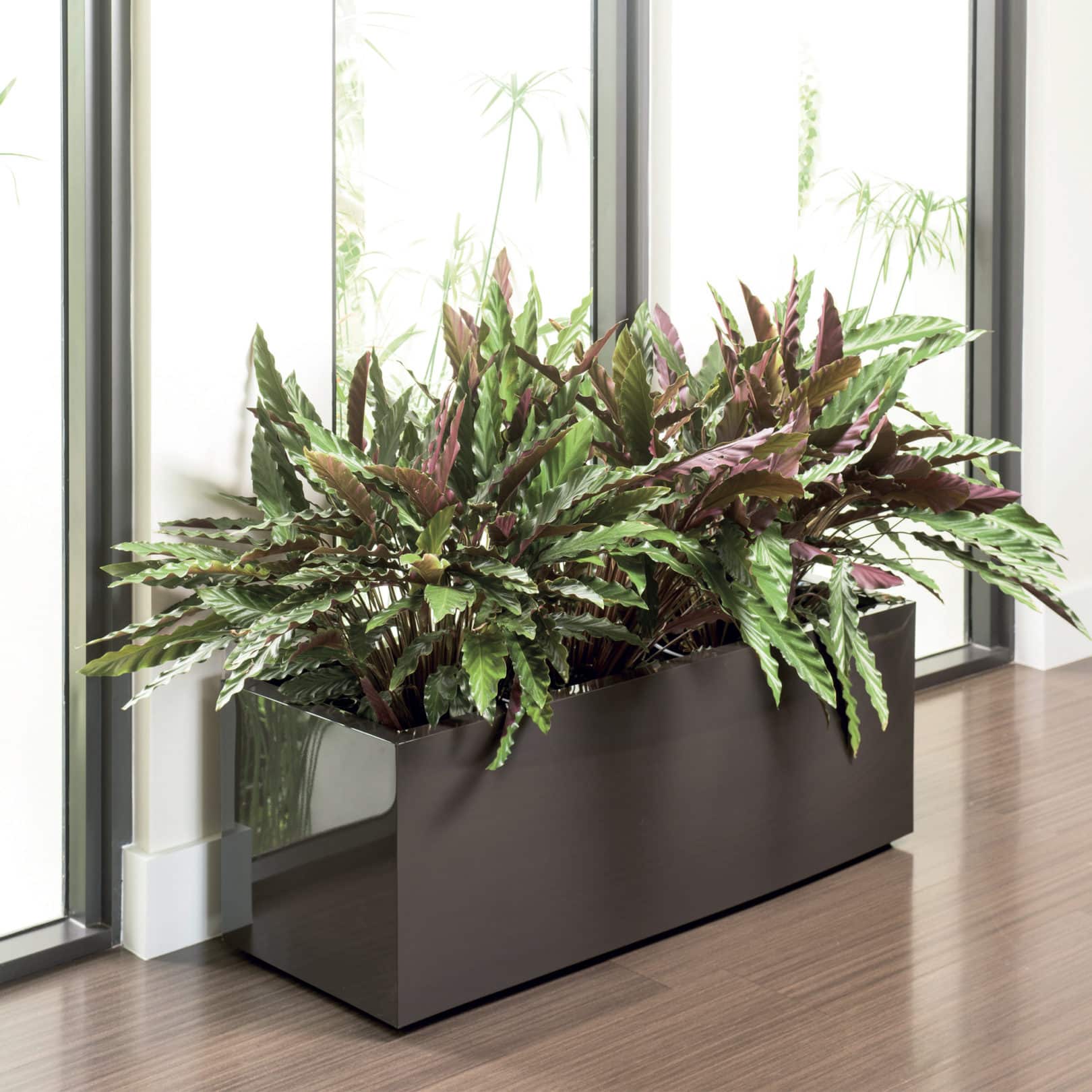 Ferrum Trough planter by window