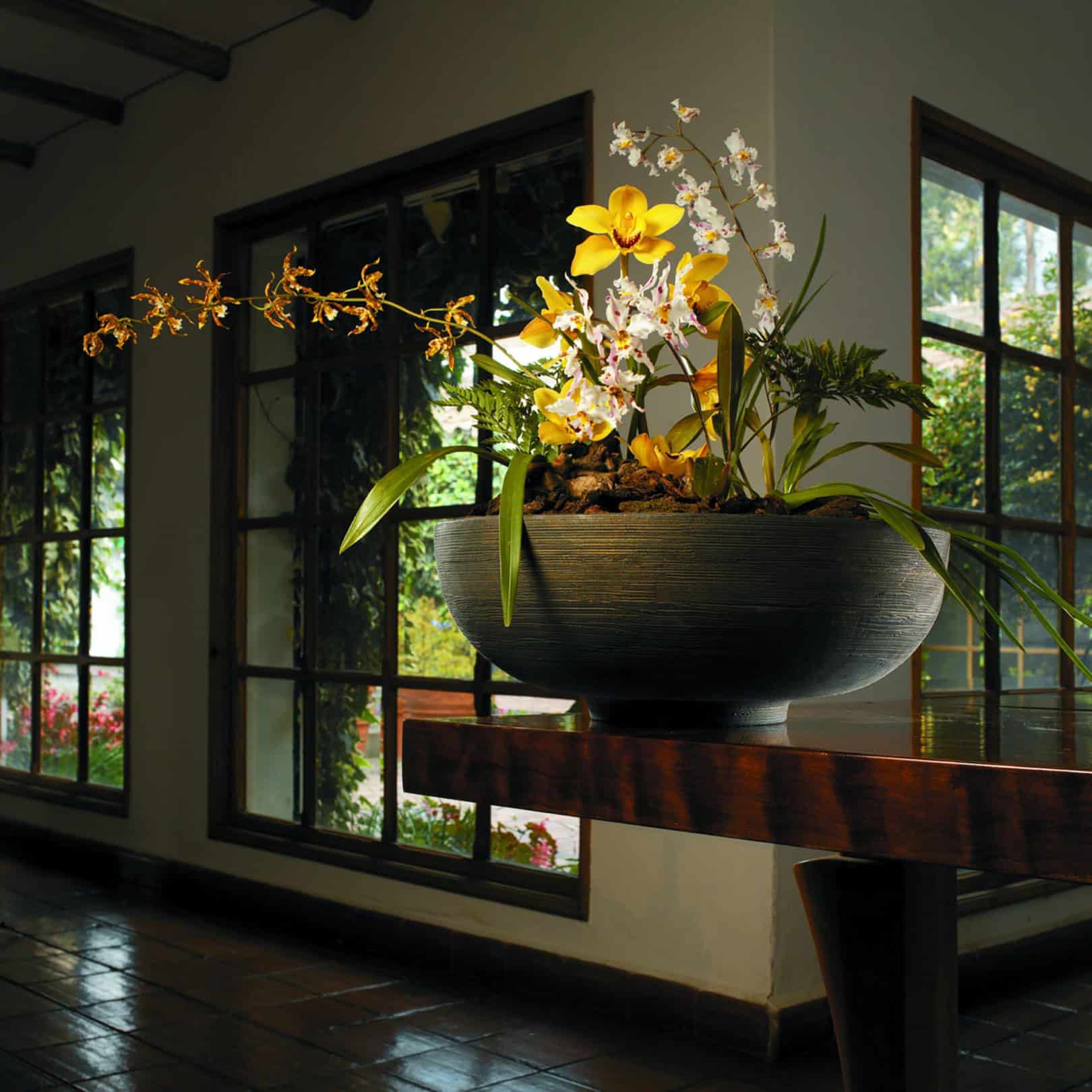 Orchid Display in Orinoco Bowl