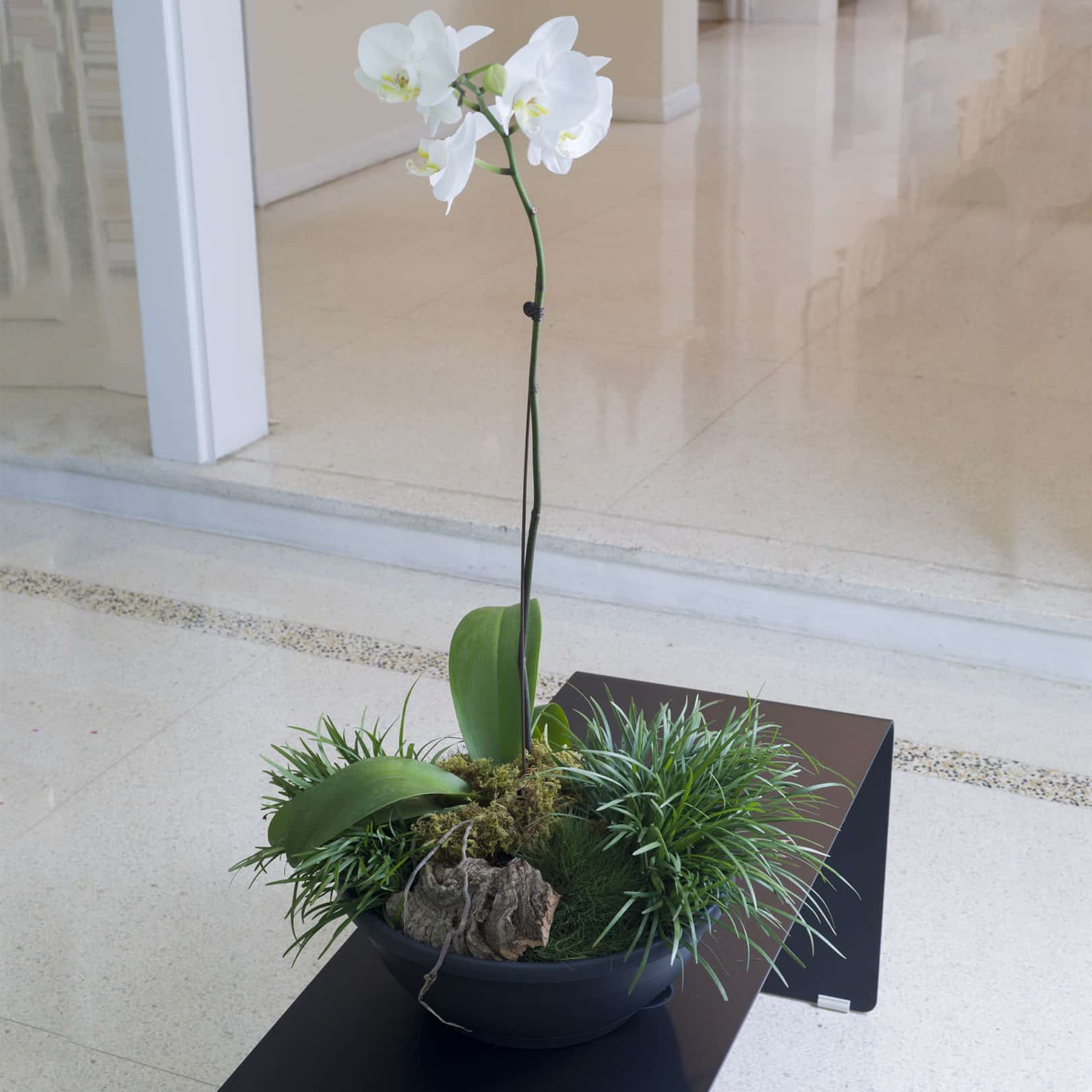 Orchid in emma bowl hanging planter