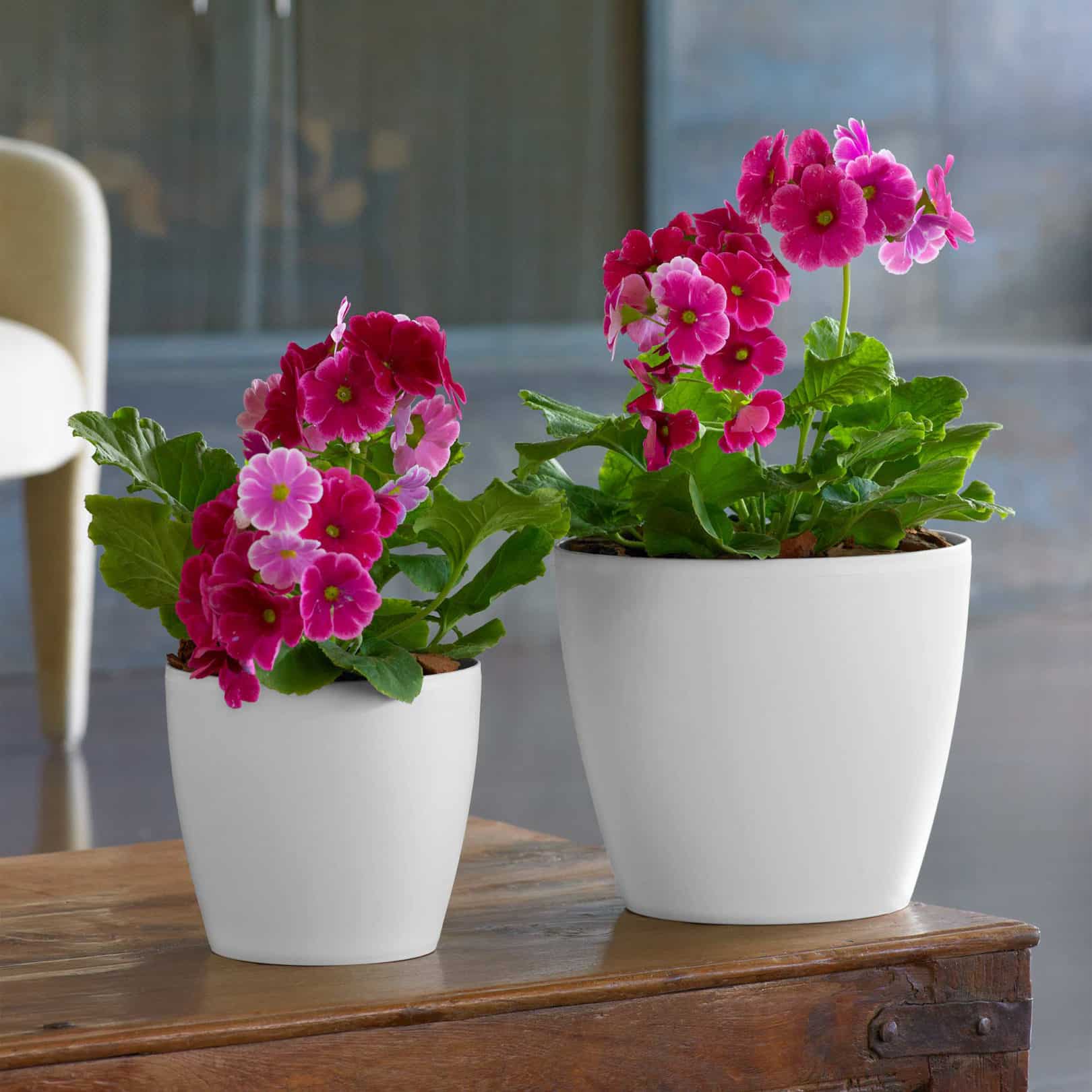 Pink flowers in Emma planters