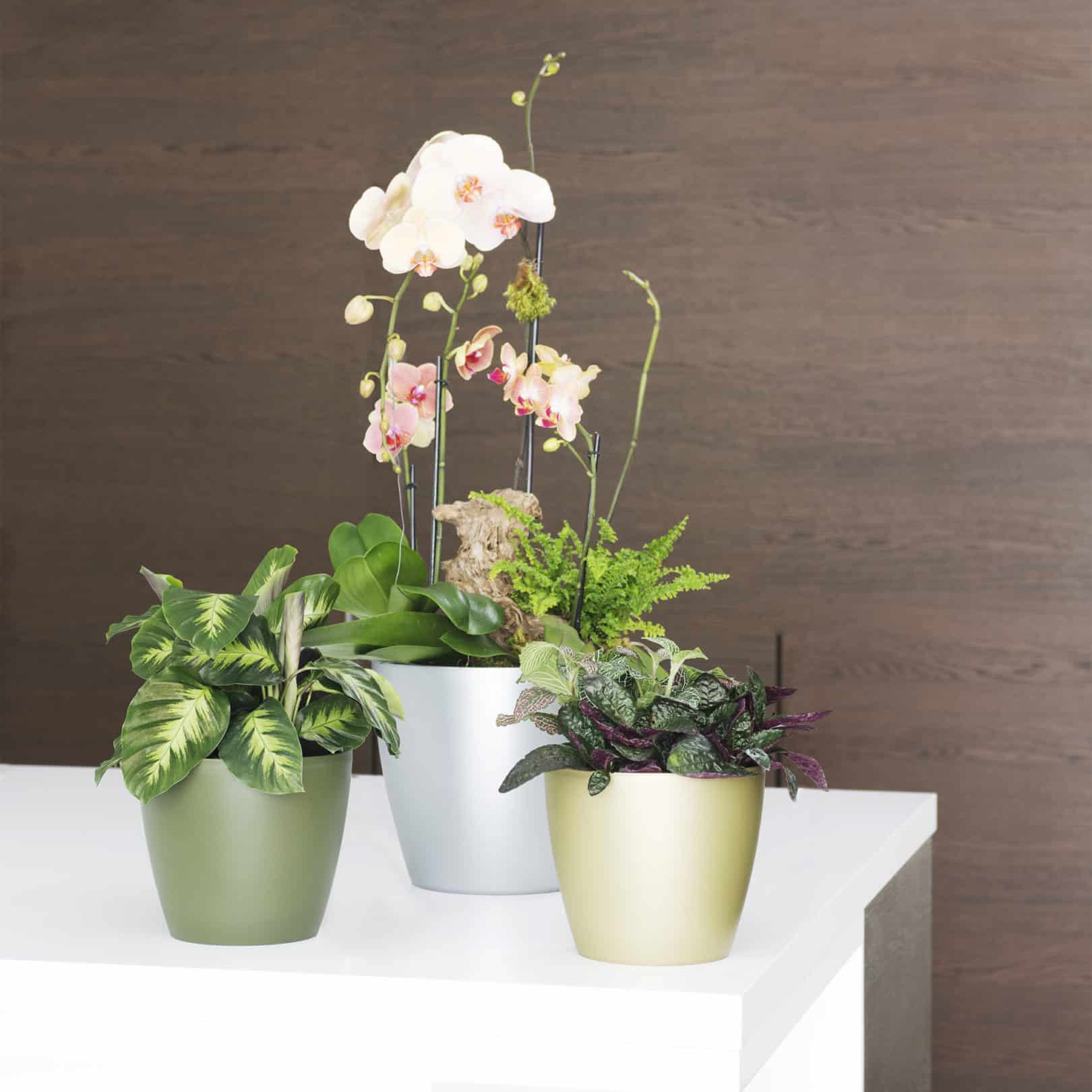 https://www.crescentgarden.com/wp-content/uploads/2020/05/Potted-Eva-Planters.jpg