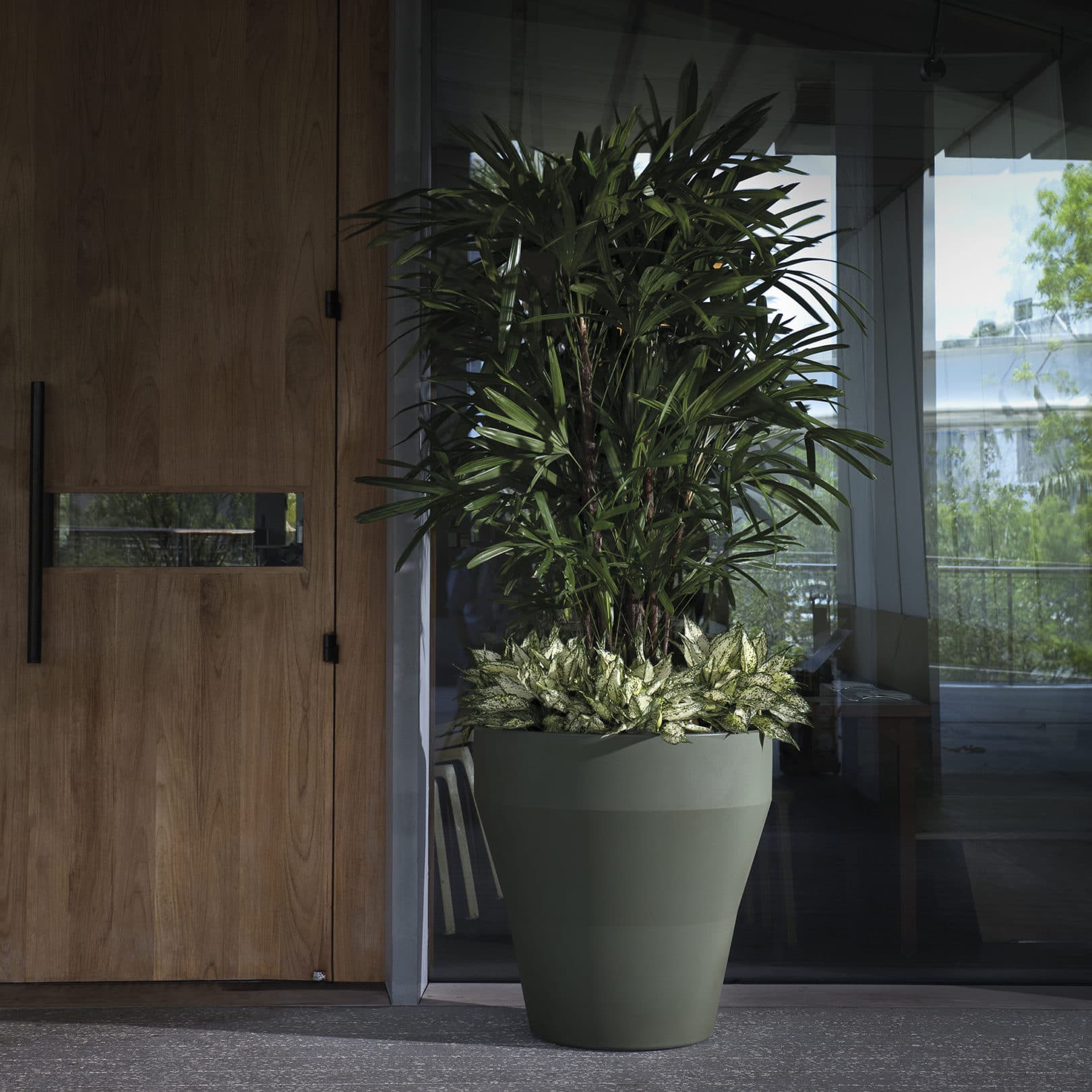 Rim olive planter potted by the window