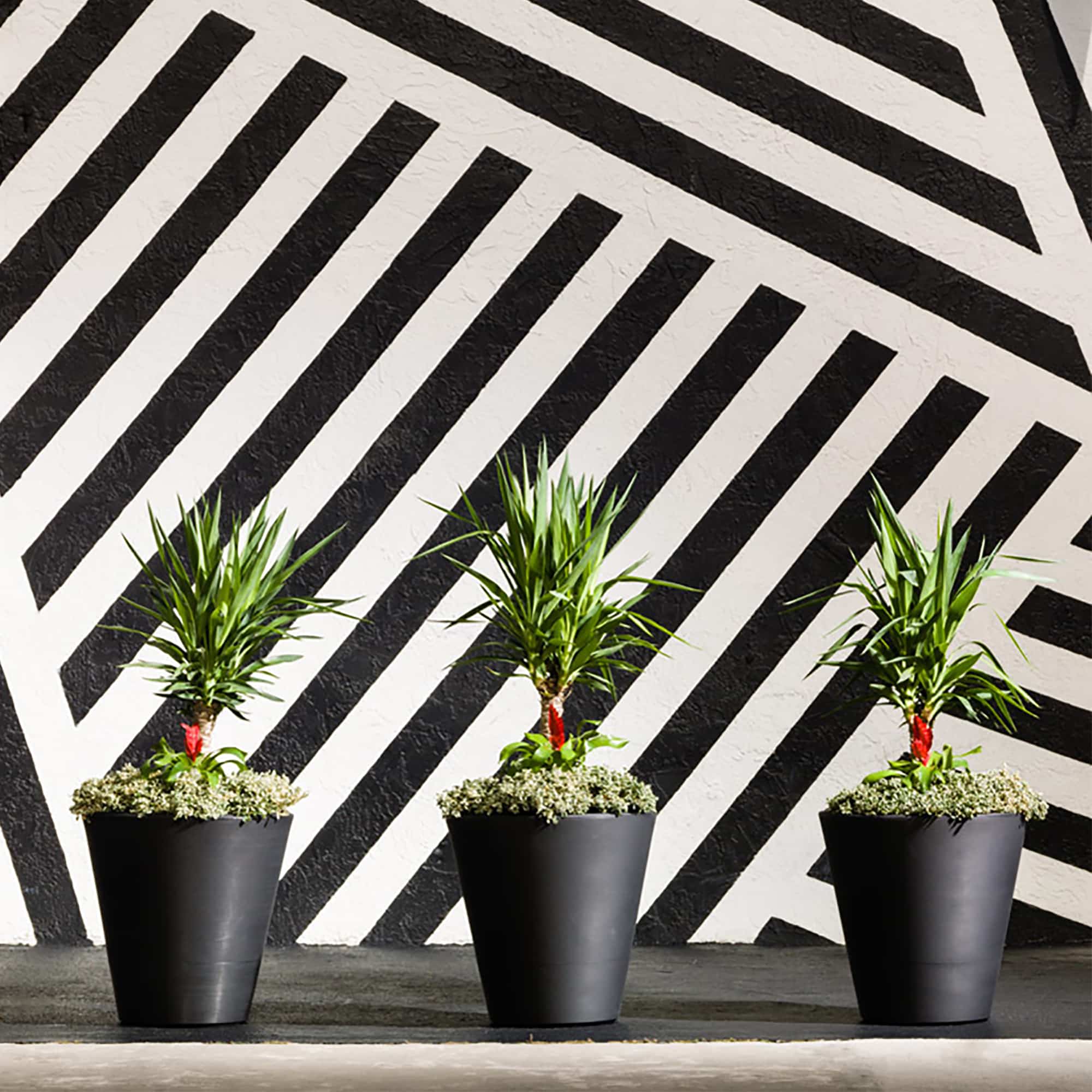 Trio potted Madison planters with striped black and wihite background