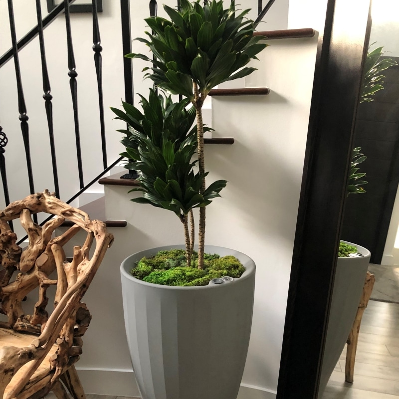 Cup Grey Tall Planter indoor self watering