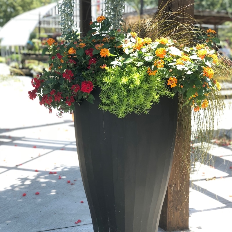 Cup Tall Self Watering Pot Summer Flowers