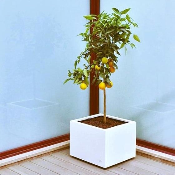 Ferrum White Square Planter Lemon Tree