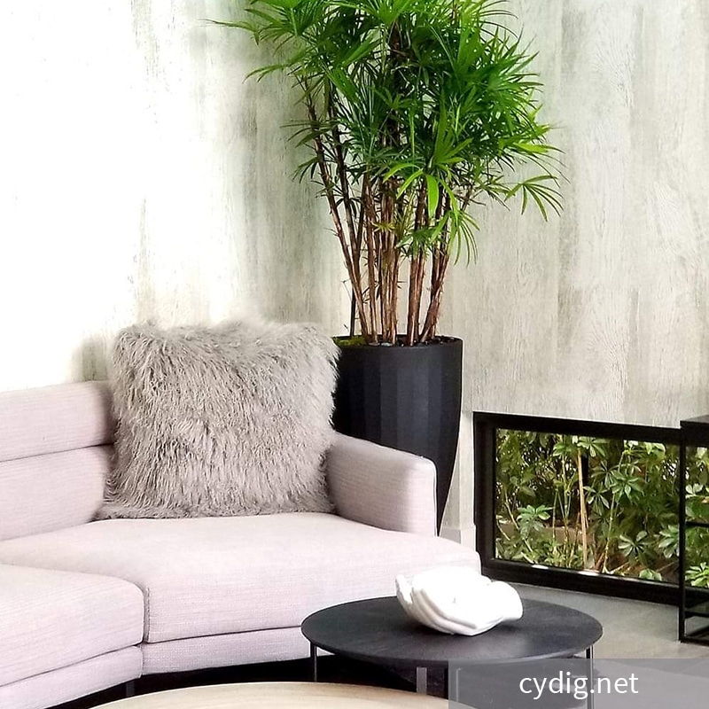 Luxury Black Cup planter living room self-watering TruDrop