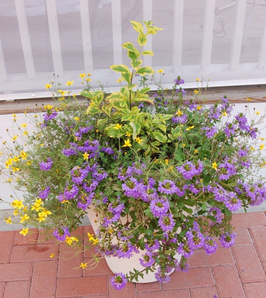 Blue Scaevola and Yellow Bidens