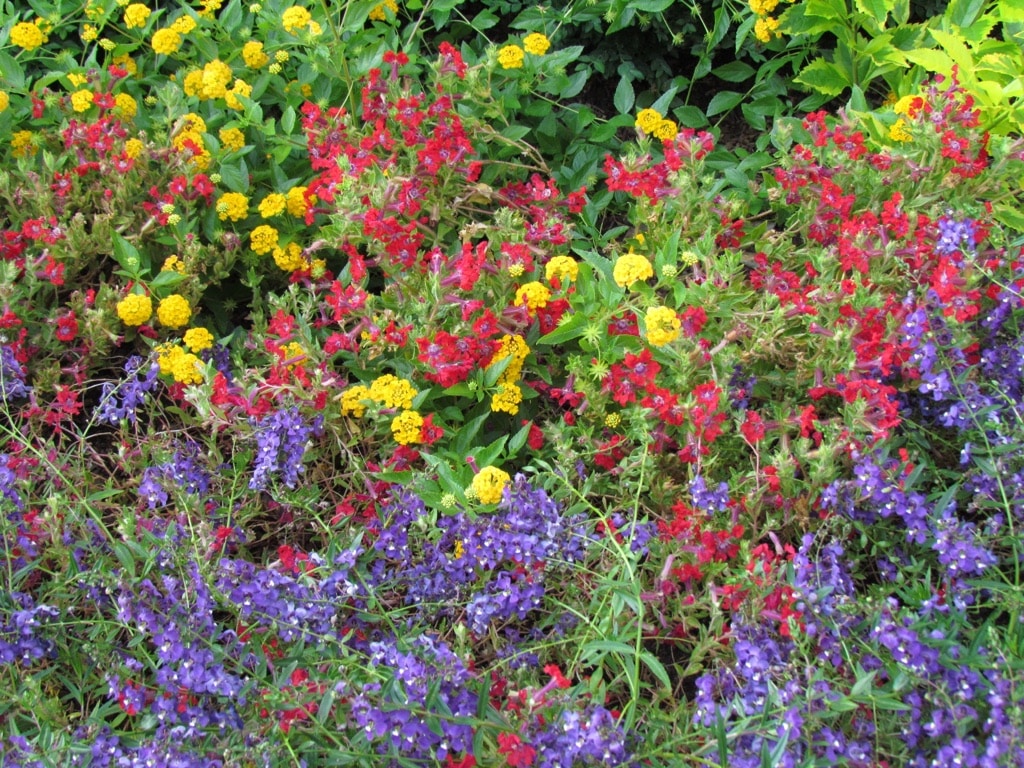 Purple Angelonia, Cuphea,Yellow Lantana