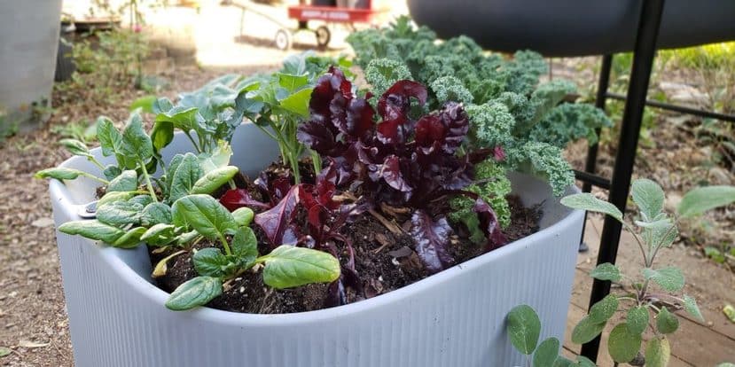 How To Plant Vegetables In Containers