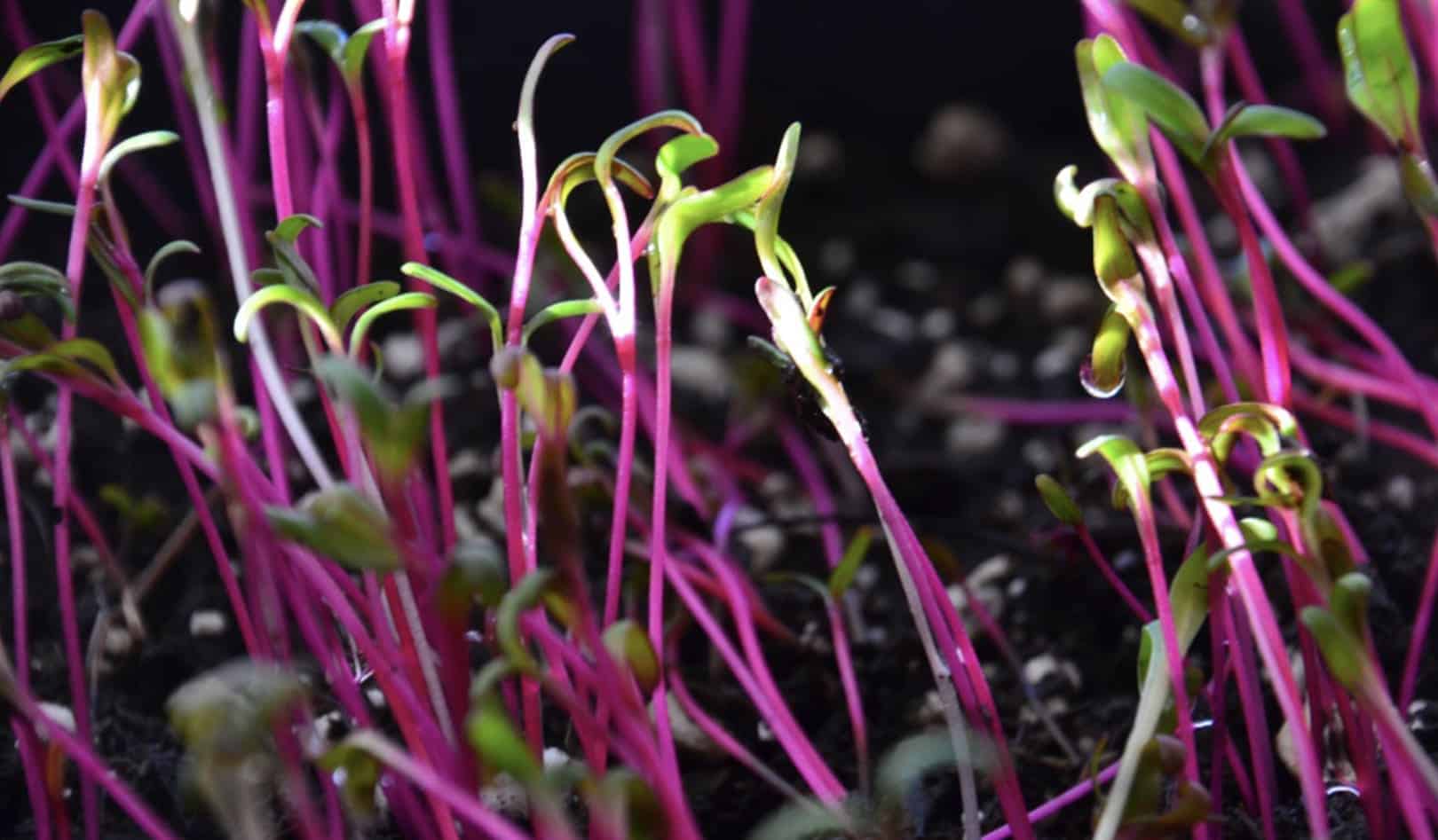 Growing Microgreens In Planters