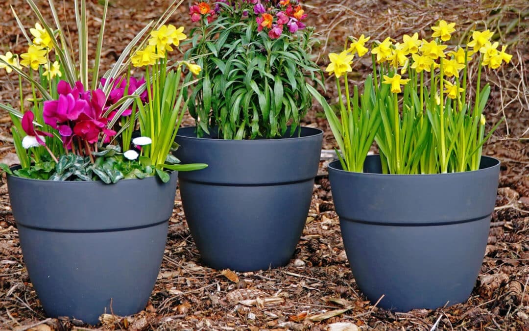 Create a Small, Spring Container with a Big Personality