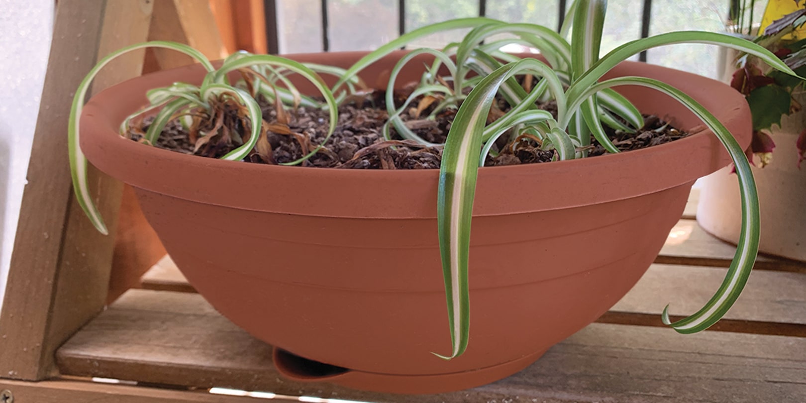 Inspiring Container Gardening Stories – How a Parent With Plants Grew a Plant Parent