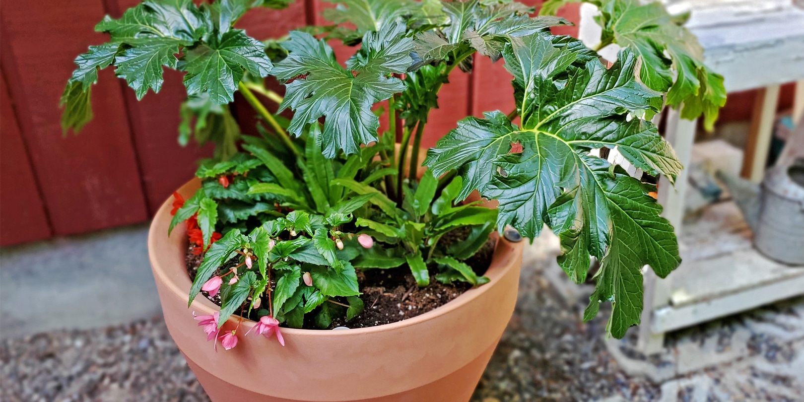 Design a Tropical, Low-Maintenance Summer Container Garden