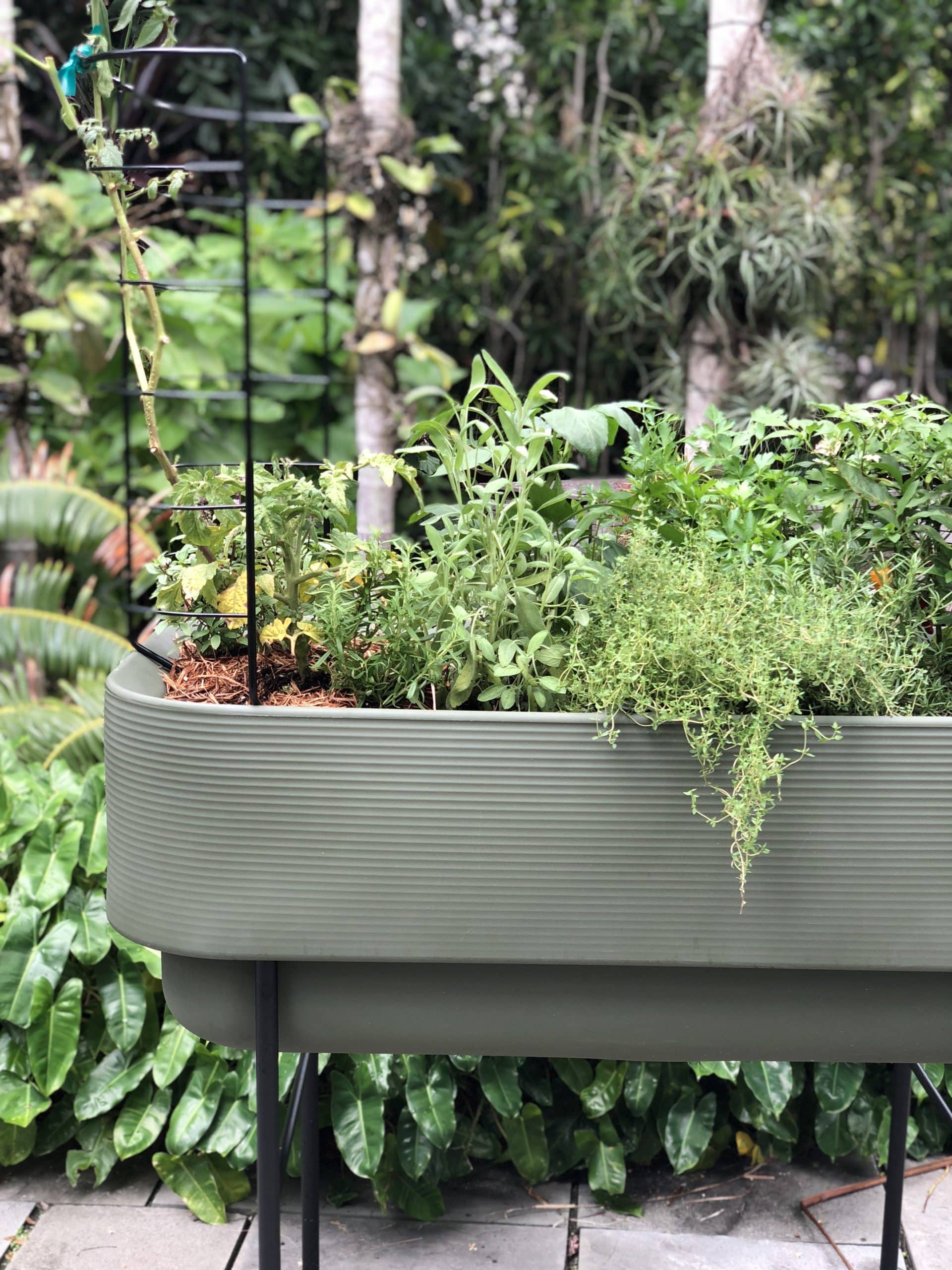 Container Gardening with Herbs