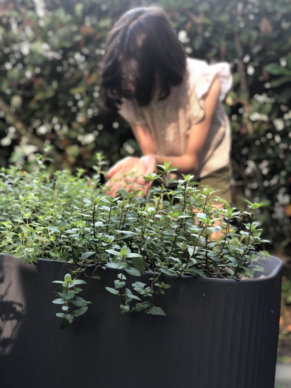 Container Gardening with Herbs