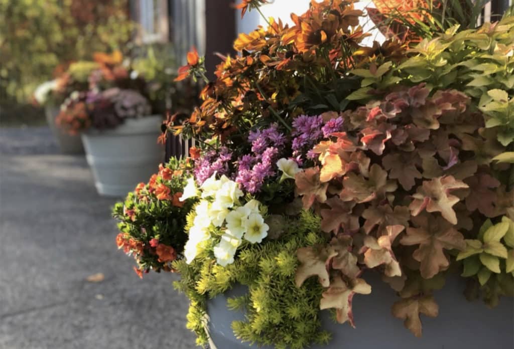 Perennials and Annuals in Pots