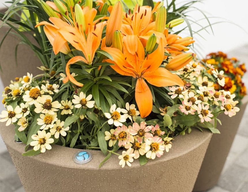 Brown Dot Planter with flowers