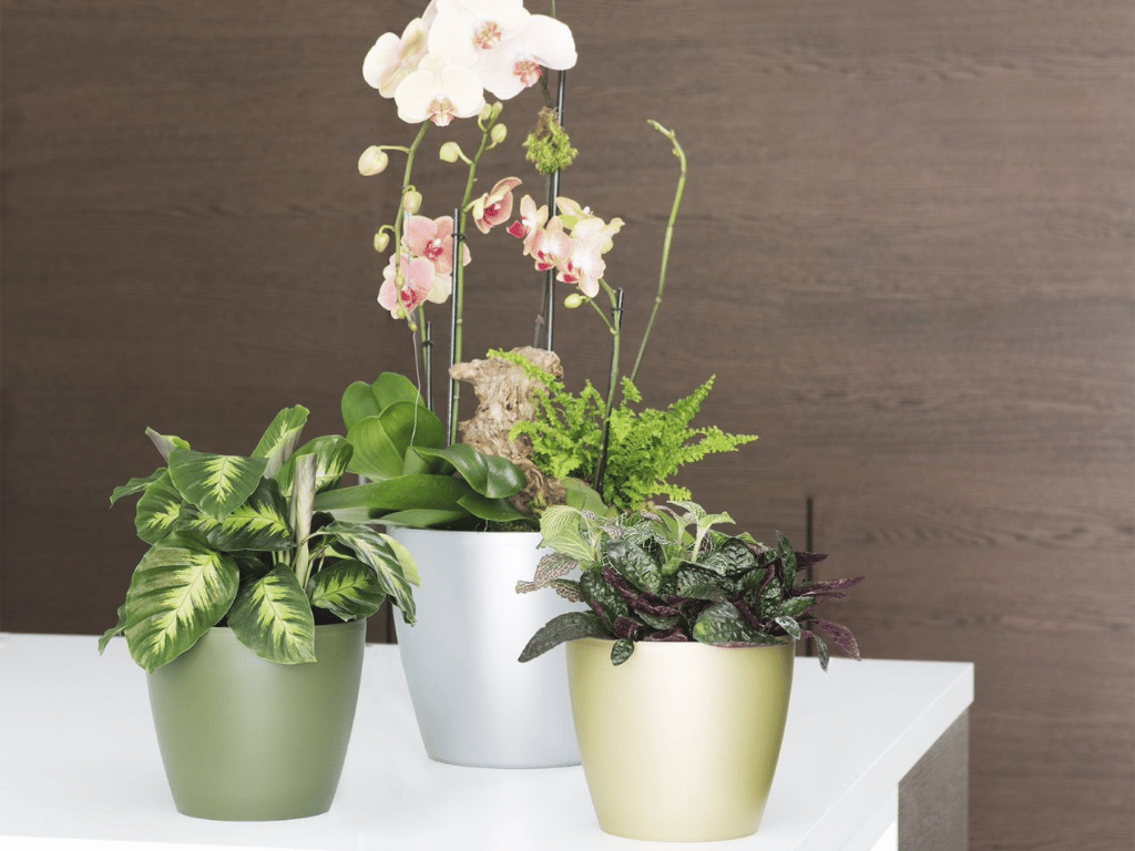 Eva planters with luscious leaves, perfect for the holidays.