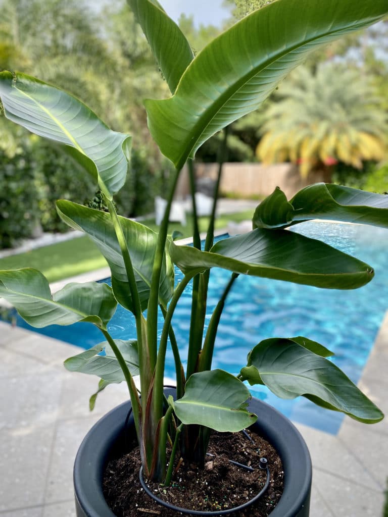 Birds of Paradise in TruDrop Self-watering planter.
