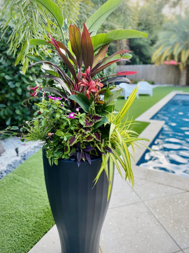 Colorful Tropical Planter by the pool.