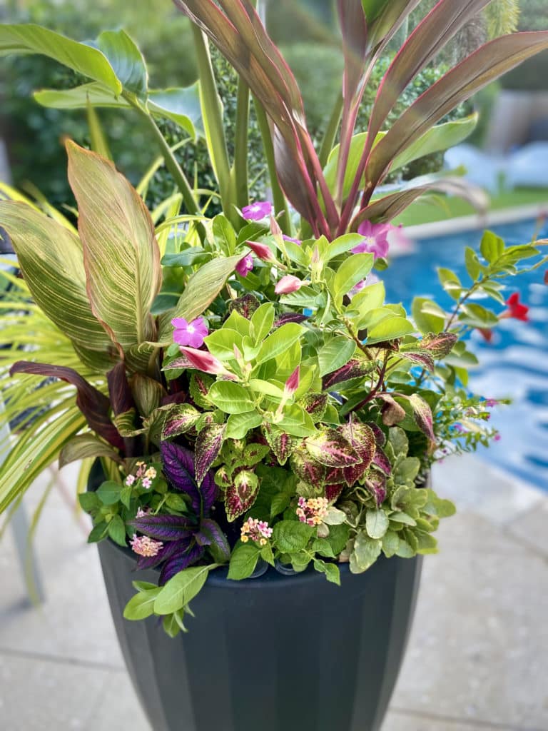 Close up of colorful tropical planter.