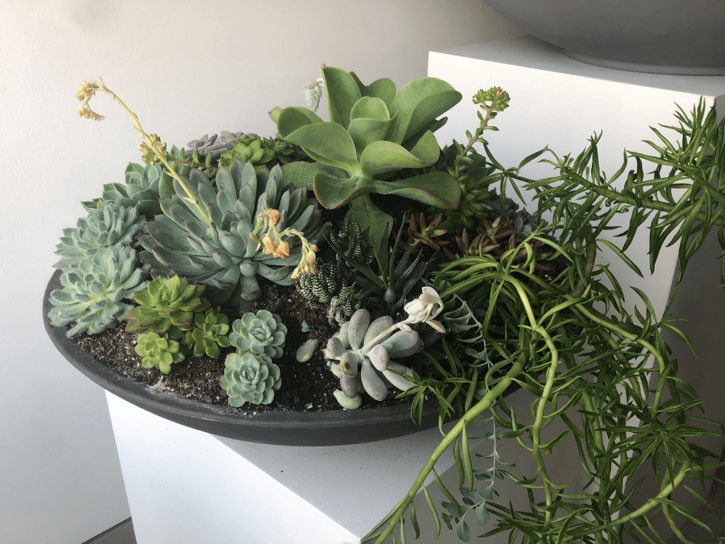 Succulent arrangement in a Montana Bowl.