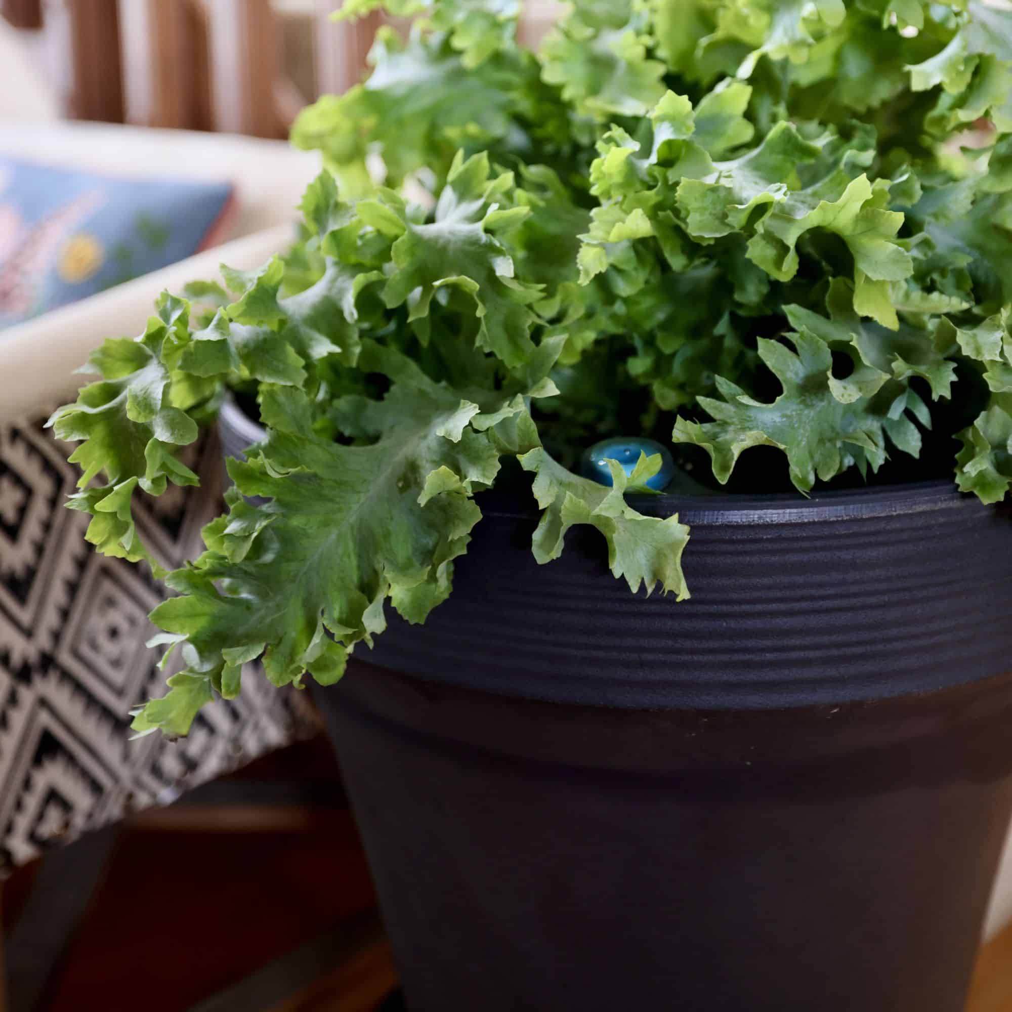 Ridge Planter Lifestyle Close up