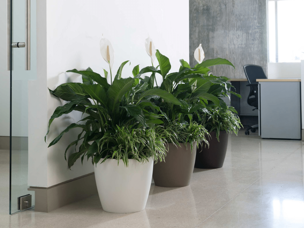 Eva planters in an office setting.