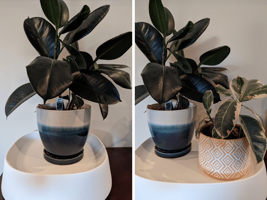 Smaller pots fit perfectly on plant caddies.