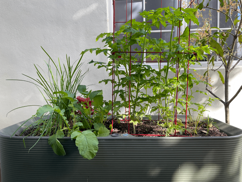 Vegetables growing in raised bed planter.