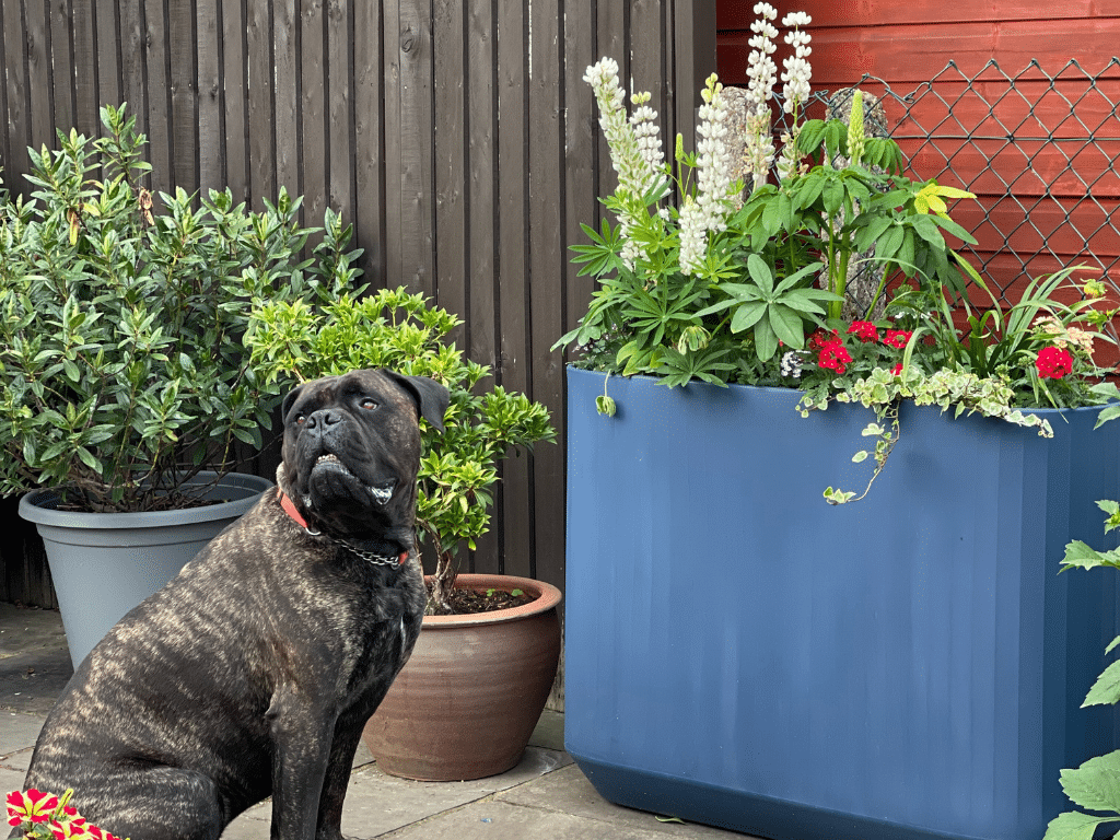 Dog sitting by container gardens in the yard.