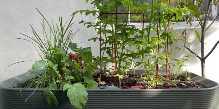 Zoomed in vegetables growing in raised plant bed.