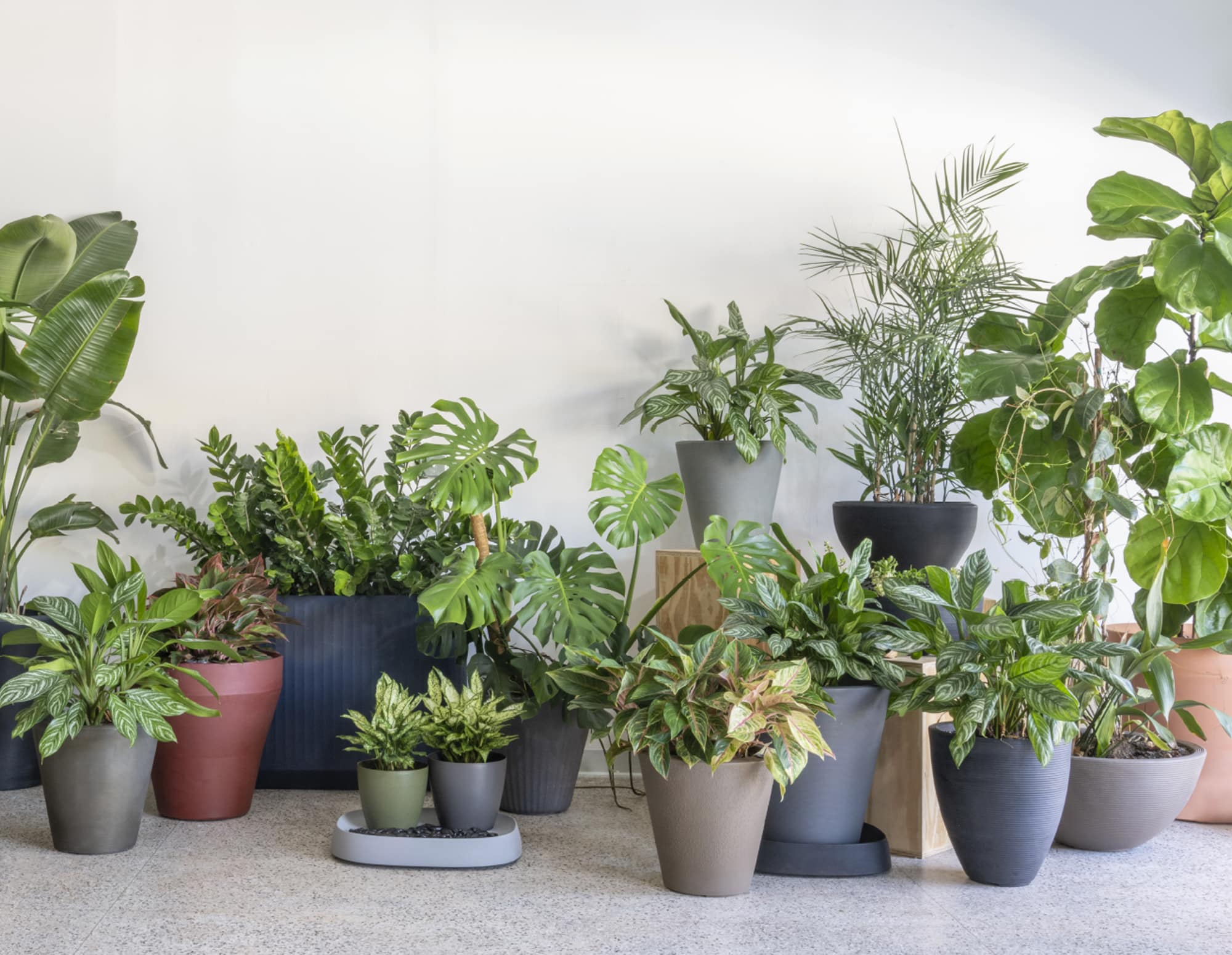 Beautiful modern planters with saucers and caddies for houseplants and outdoors