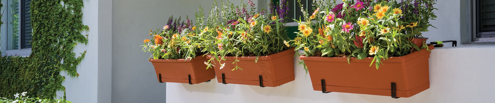 Windowbox with flowers hanging on window sill