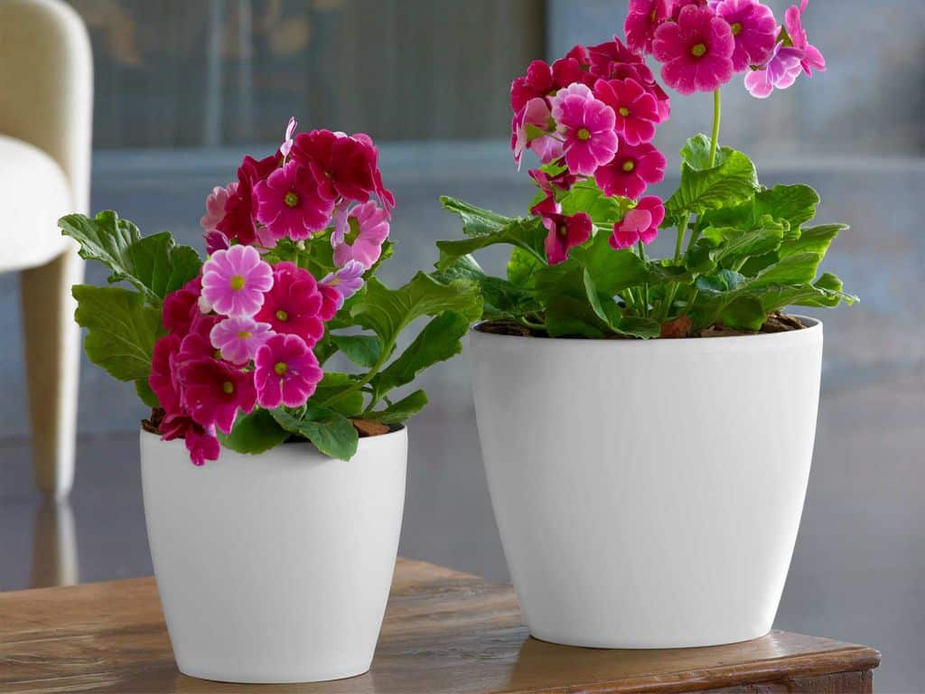 Eva planters with pink flowers.