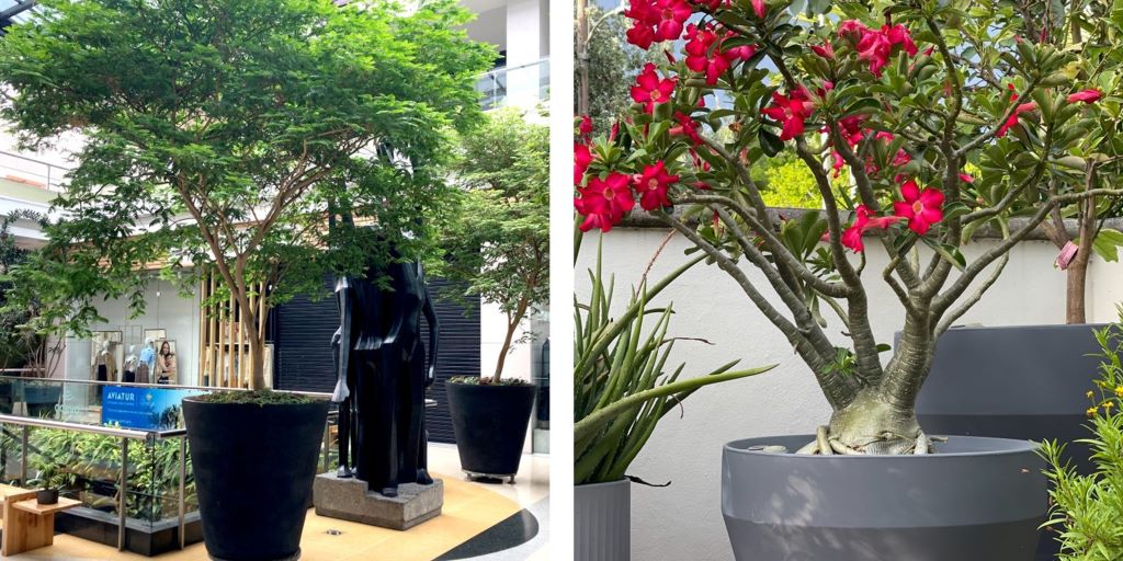 How to Grow Trees in a Container