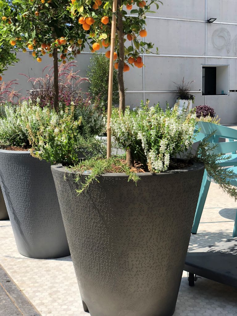 Dot planters with Fruit trees inside them